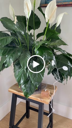Customer video review of PlantWave
