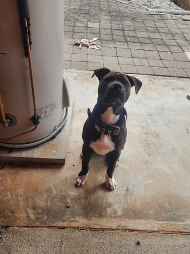 Customer photo review of SUPATUFF® Strong Dog Collar Black (Wide Fit)