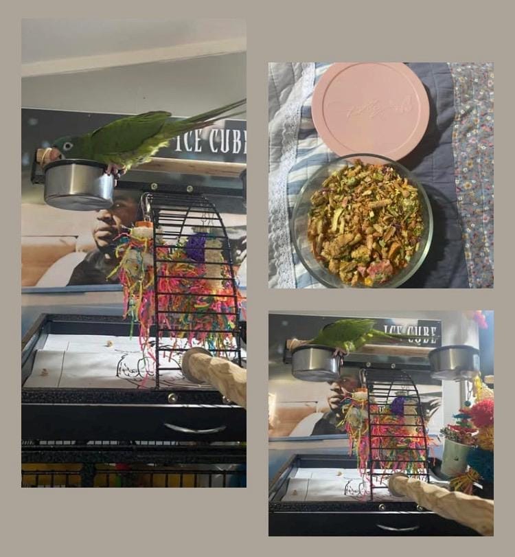 Customer photo review of Bird Bites Freeze Dried Chop - Daily Fruits & Veggies, 4 Flavors to Choose From