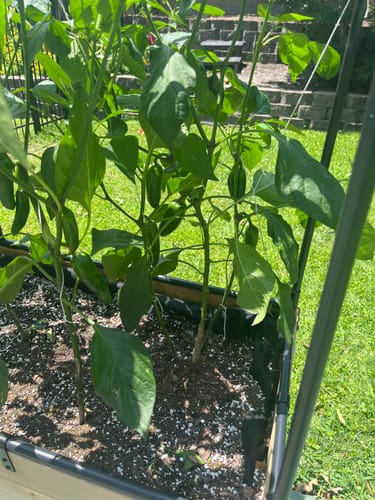 Customer photo review of Greenhouse Cover