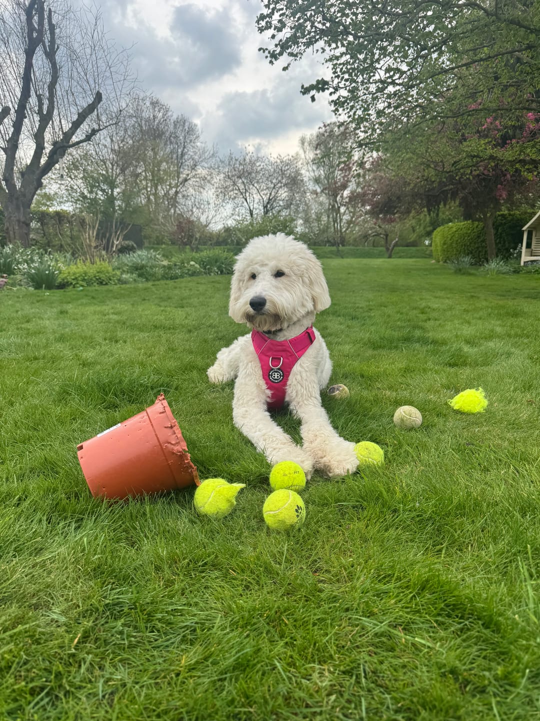 Customer photo review of Air Harness | Anti-Pull & With Handle - Carminerose