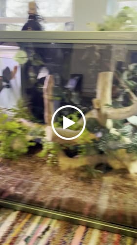 Customer video review of 120 Gallon Bearded Dragon Enclosure 4x2x2