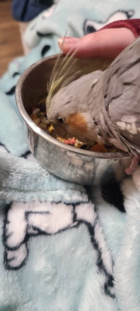 Customer photo review of Whole Balance by Bird Bites - Cooked & Freeze Dried Grains & Legumes