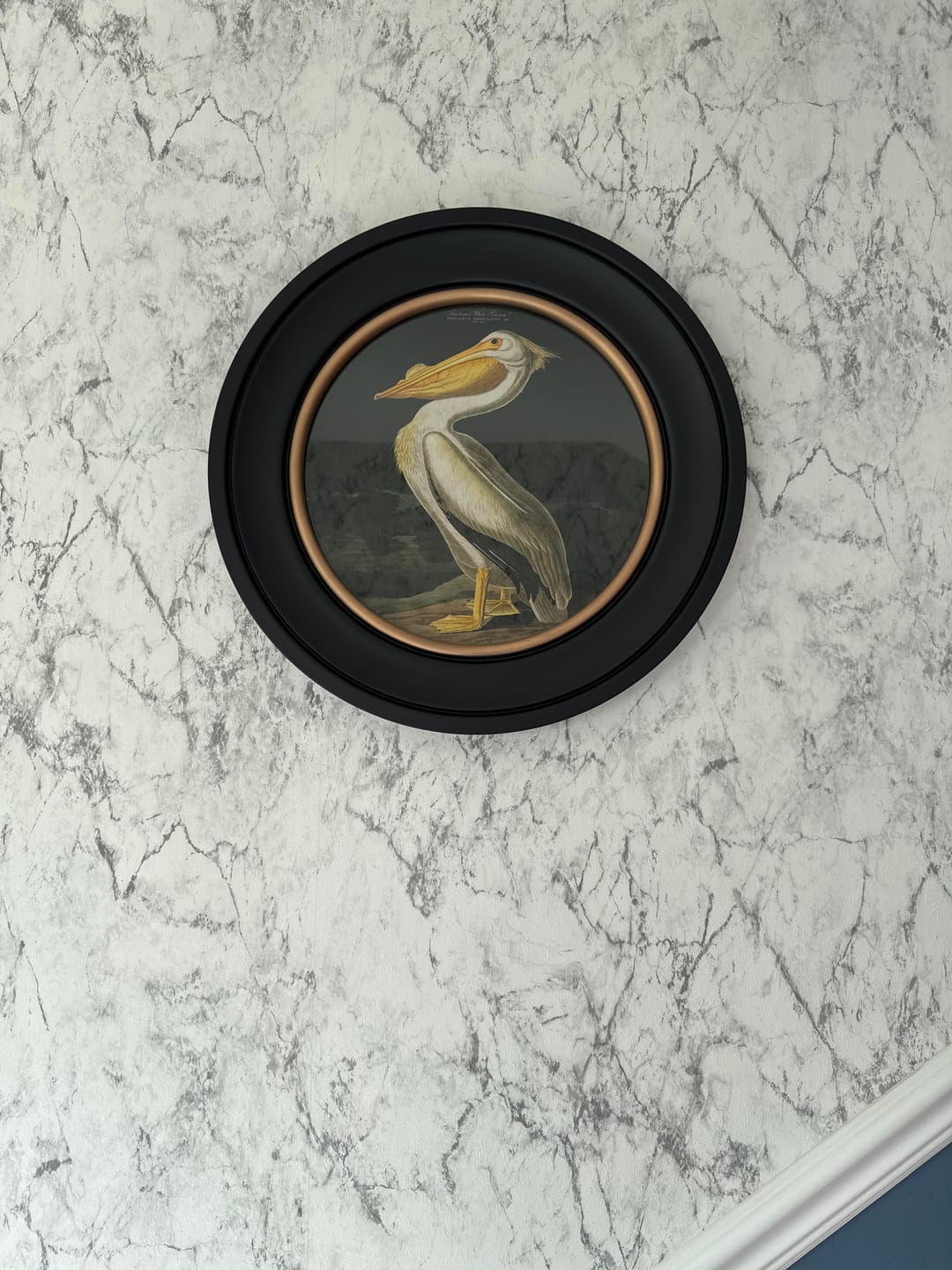 Customer photo review of c.1838 Audubon's Birds of America in Round Frames