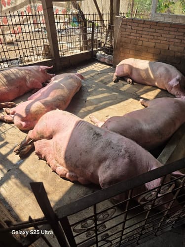 Customer photo review of Racmina Premix 2%®