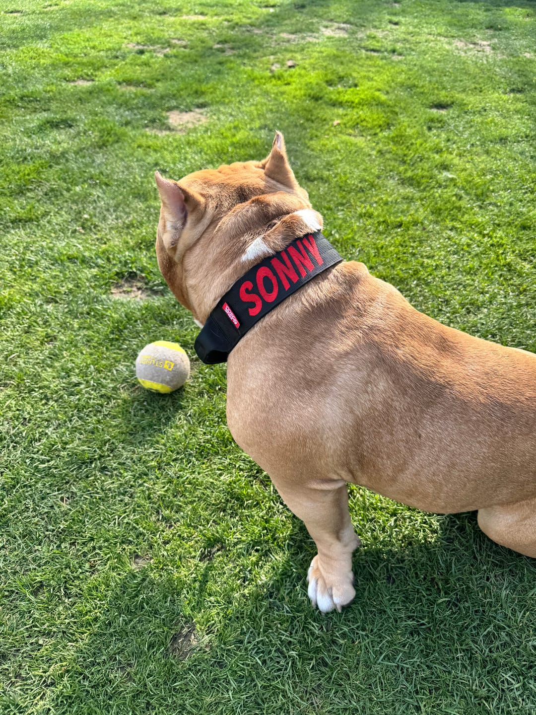 Customer photo review of 2" Tactik Dog Collar - Black