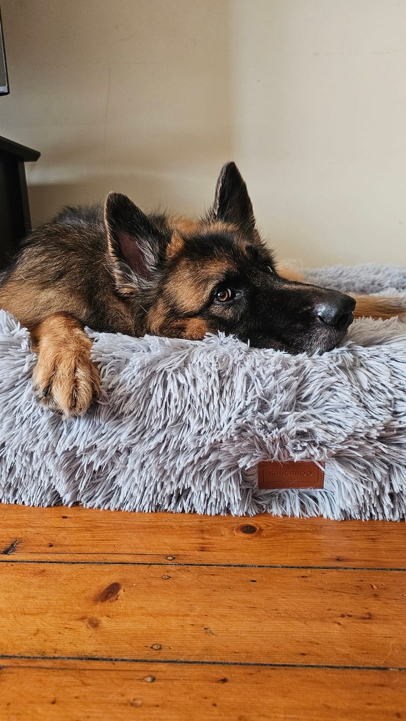 Customer photo review of Calming Cloud Cover for Kangaroo Bed