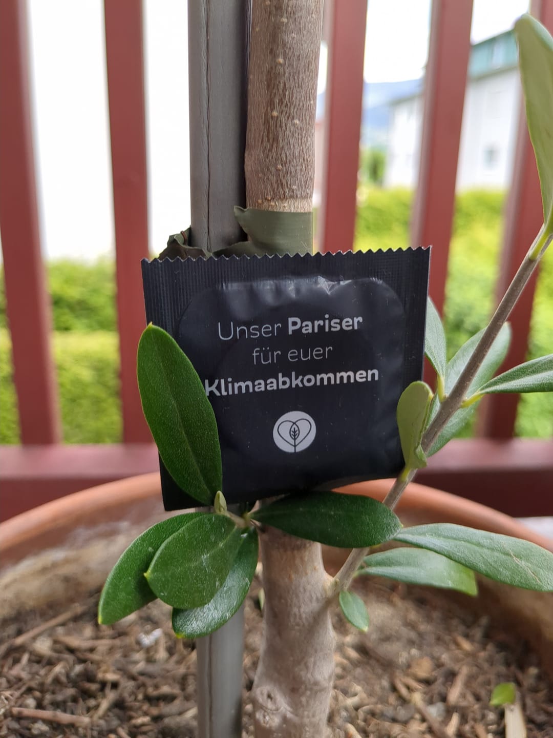 Customer photo review of Releaf | Baumpflanzende Kondome