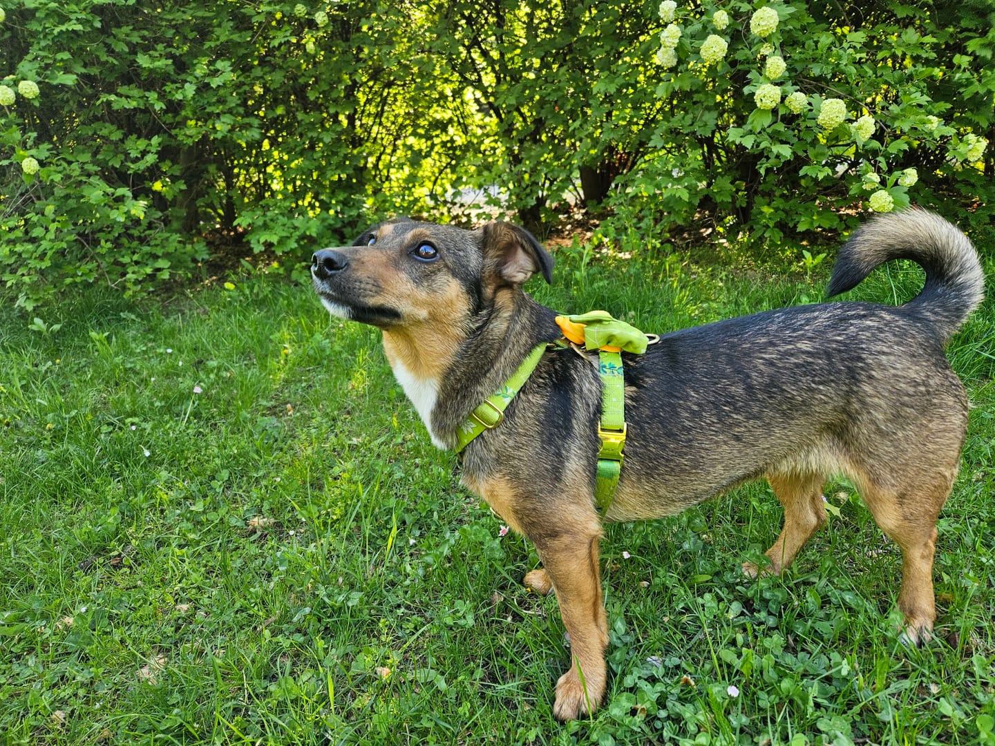 Customer photo review of Szelki guard "Sukulenty" - złote okucia