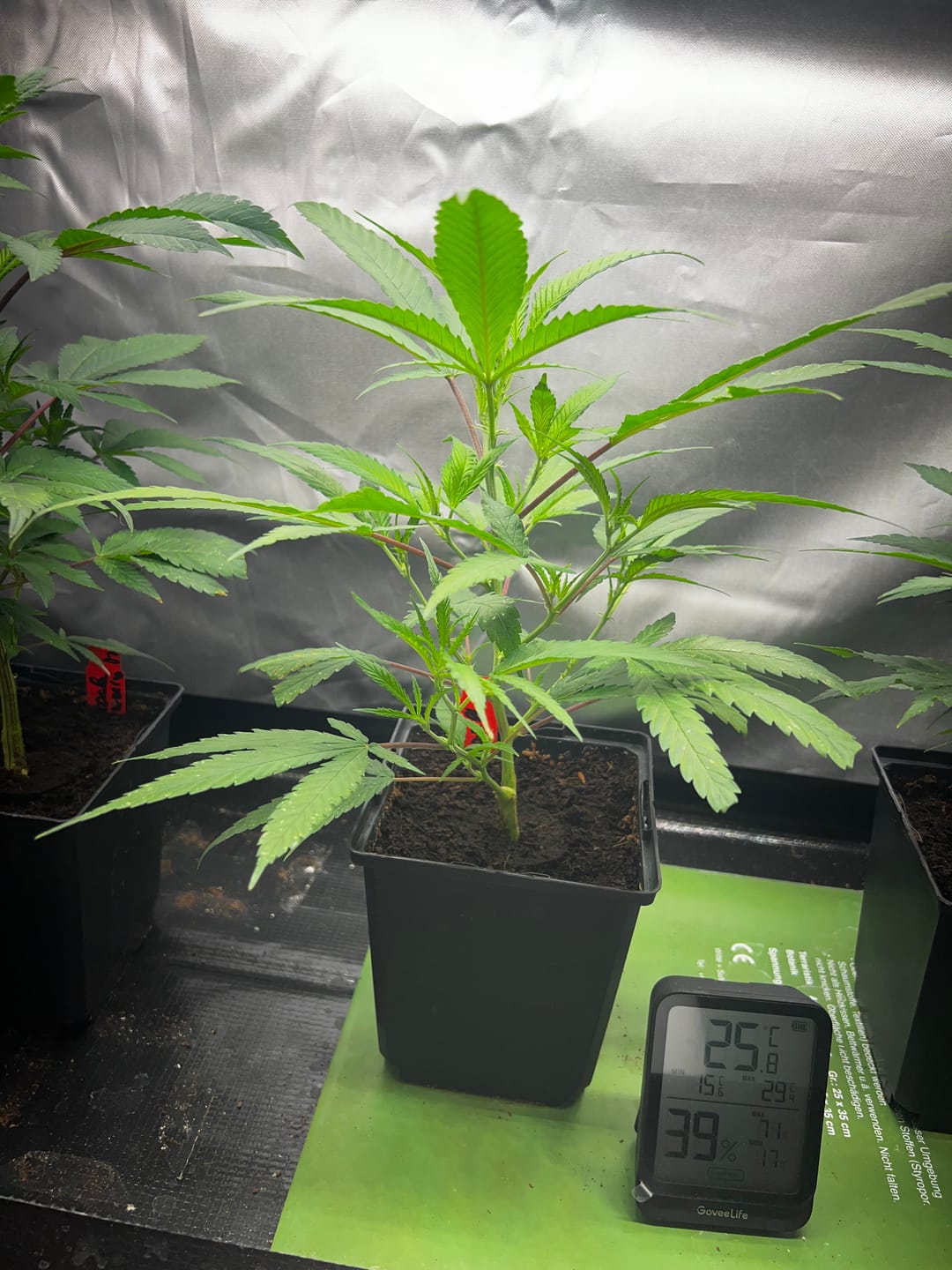 Customer photo review of Hanfstecklinge | Gorilla Zkittlez