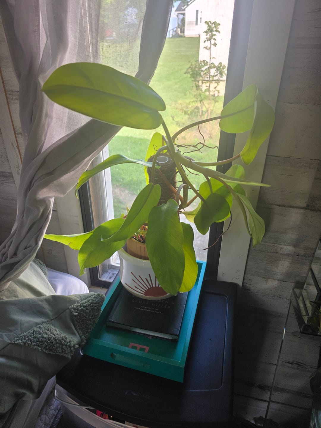 Customer photo review of Philodendron 'Lemon Lime' Upright Vining