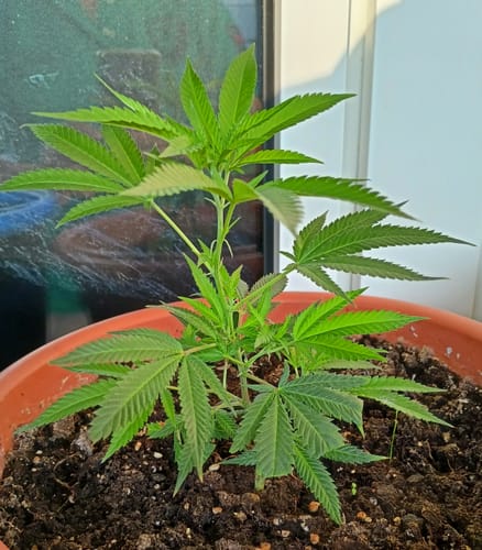 Customer photo review of Hanfstecklinge | Amnesia Lemon