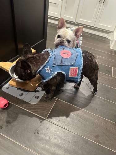 Customer photo review of Dolly Harness