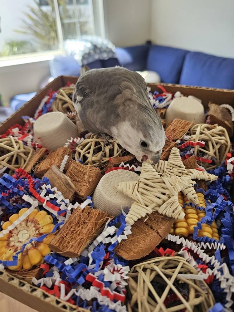 Customer photo review of "BYOT" Foraging Flats by Cheep Thrills