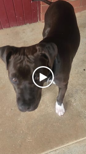 Customer video review of SUPATUFF® Strong Dog Collar Black (Wide Fit)