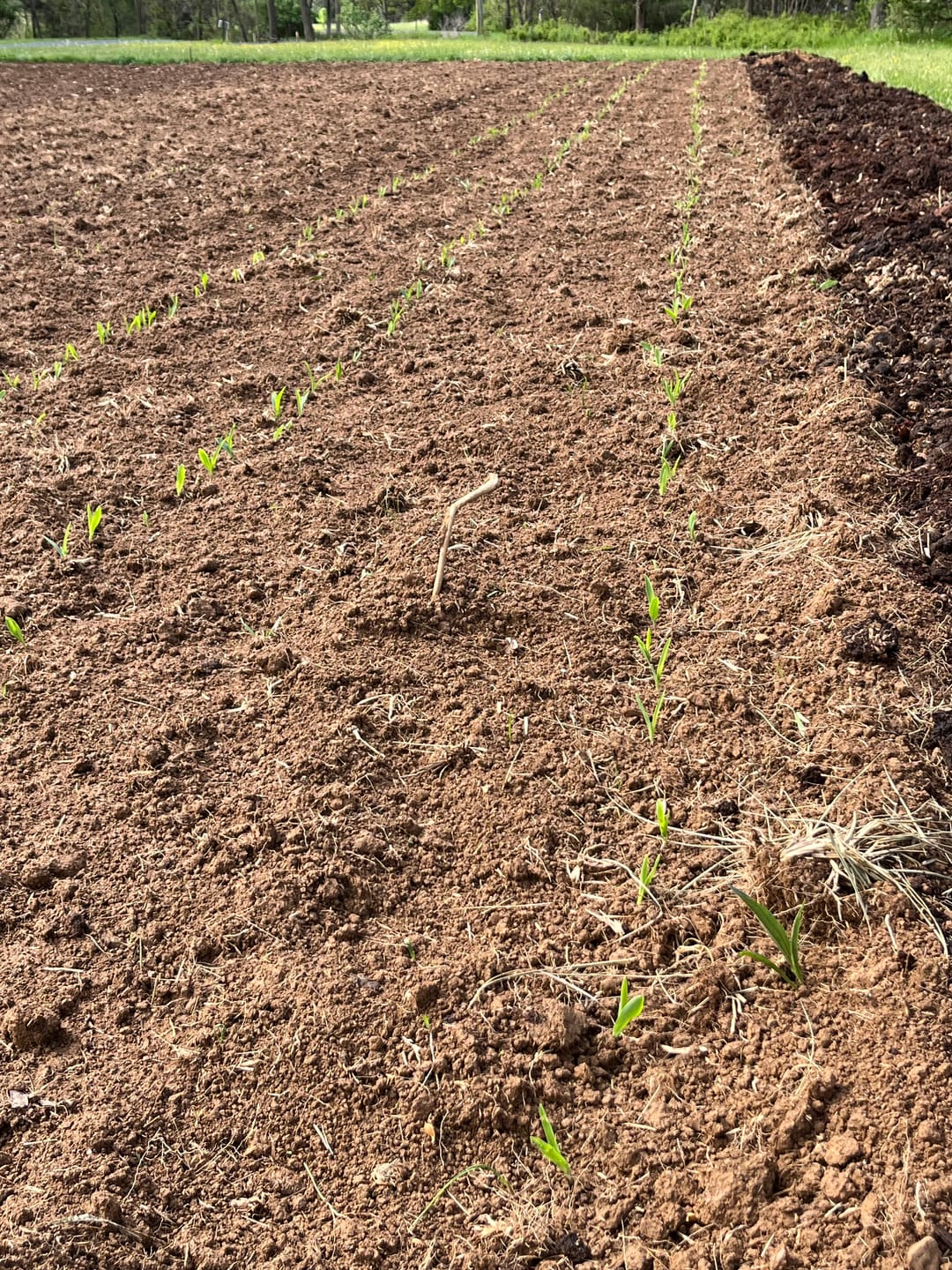 Customer photo review of Quick Trip Attribute II Sweet Corn (Roundup Ready)