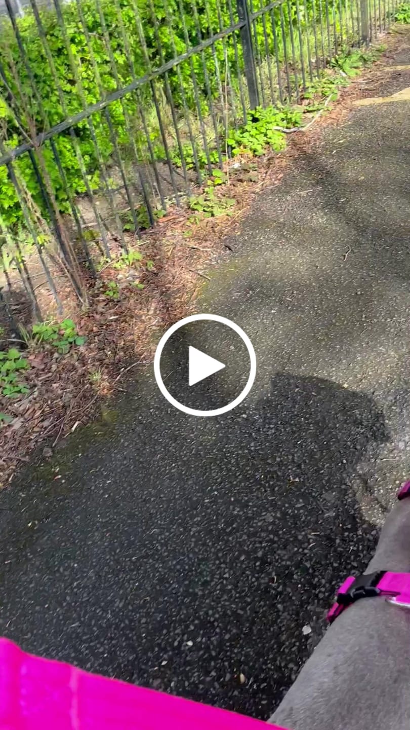 Customer video review of Training Anti Pull TRI-Harness® | M-XL Breeds - Magenta