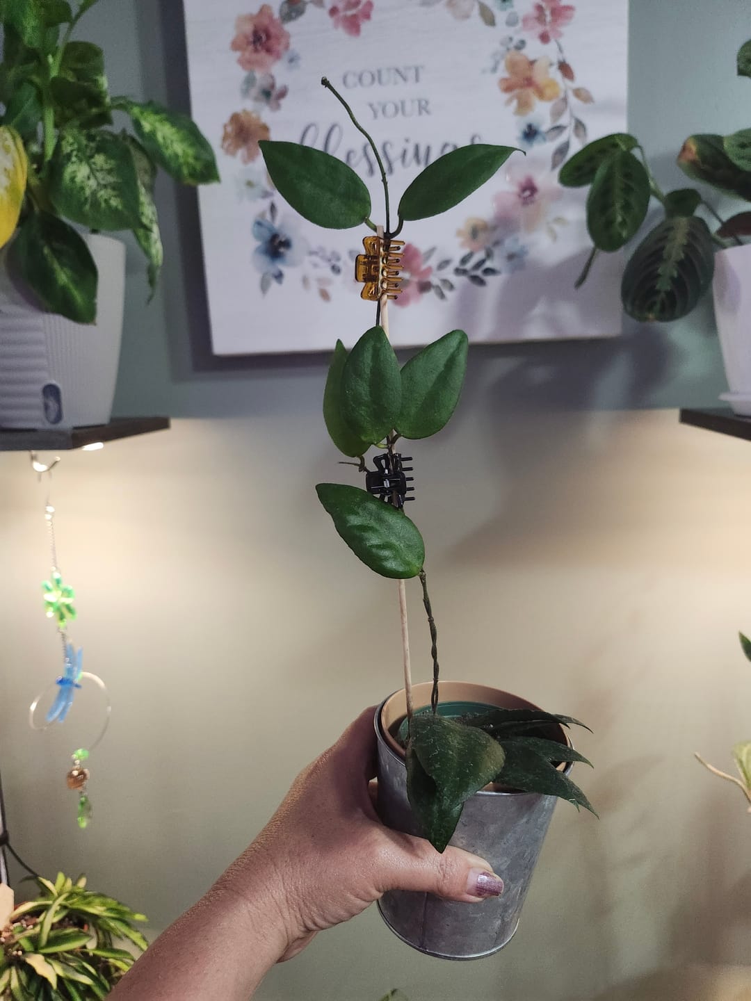 Customer photo review of Hoya caudata