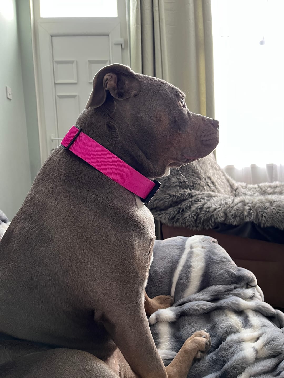 Customer photo review of Training Double Ended Dog Lead | 2m Length -  Magenta
