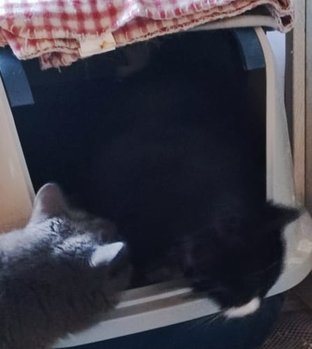 undefined review of Naturreines Katzenstreu image 1 out of 1