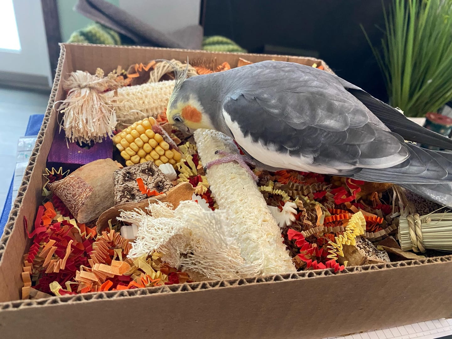Customer photo review of "BYOT" Foraging Flats by Cheep Thrills