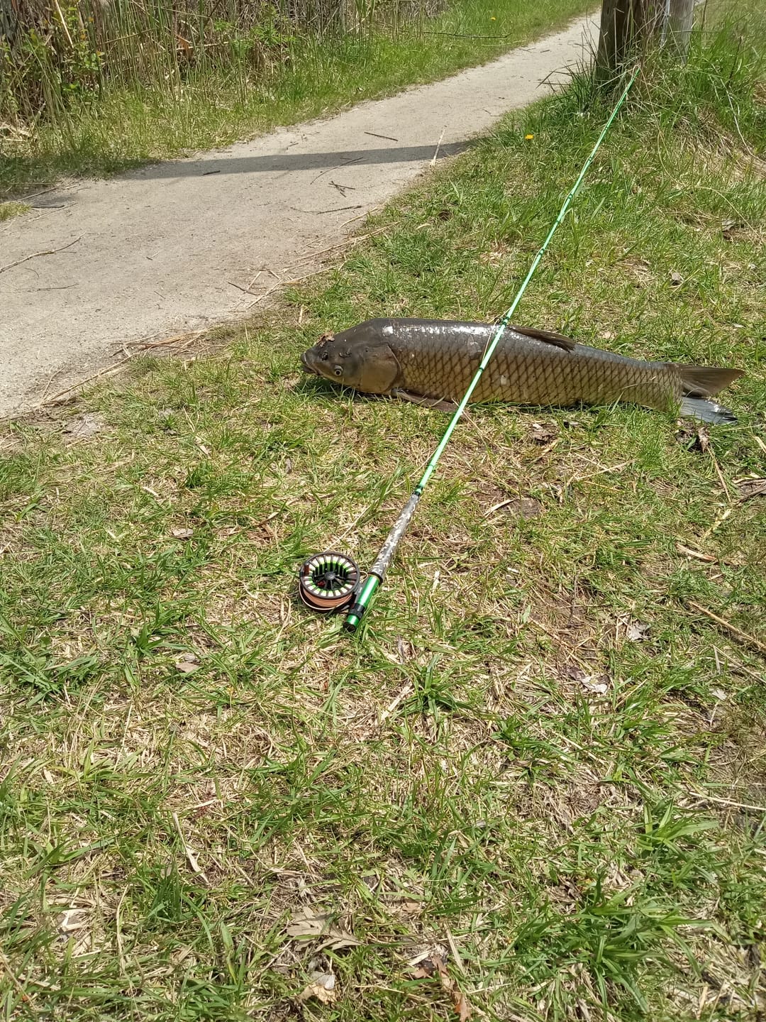 Customer photo review of JHFLYCO Monofilament Nylon Tapered Leader - 3 Pack