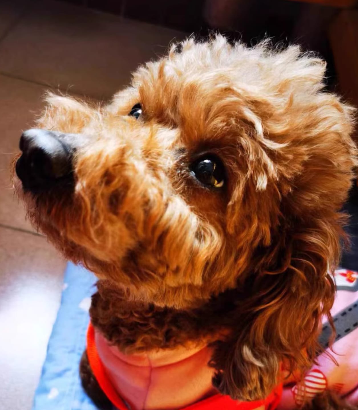 Customer photo review of Custom Handcrafted Leather Pet Portrait Charm