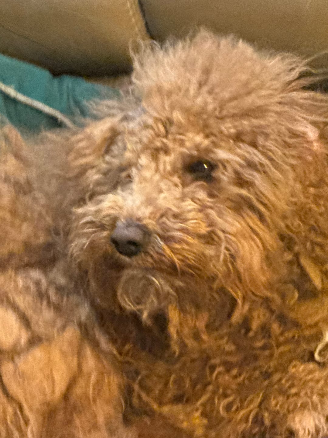 Customer photo review of Earthbones Dental Chews For Dogs