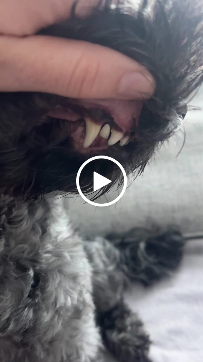 Customer video review of Hand-harvested Irish Seaweed Plaque Remover for Dogs & Cats (70g)