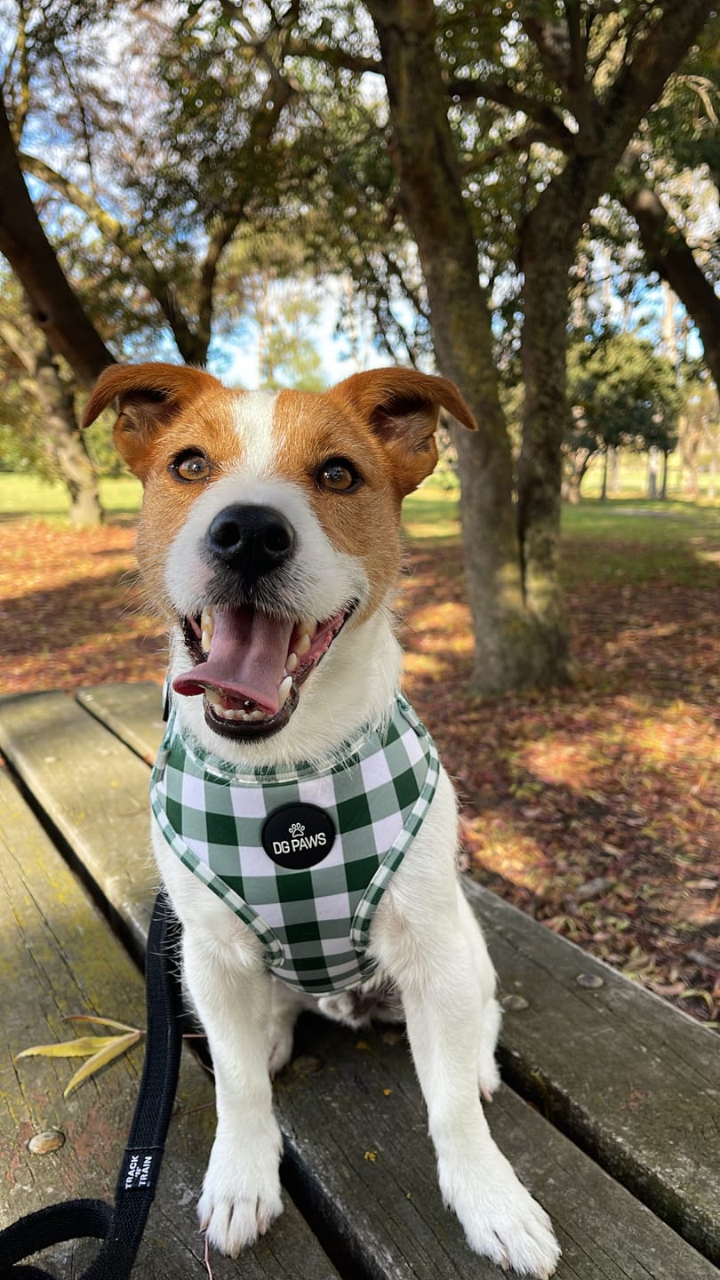 Customer photo review of Hunter Dog Harness