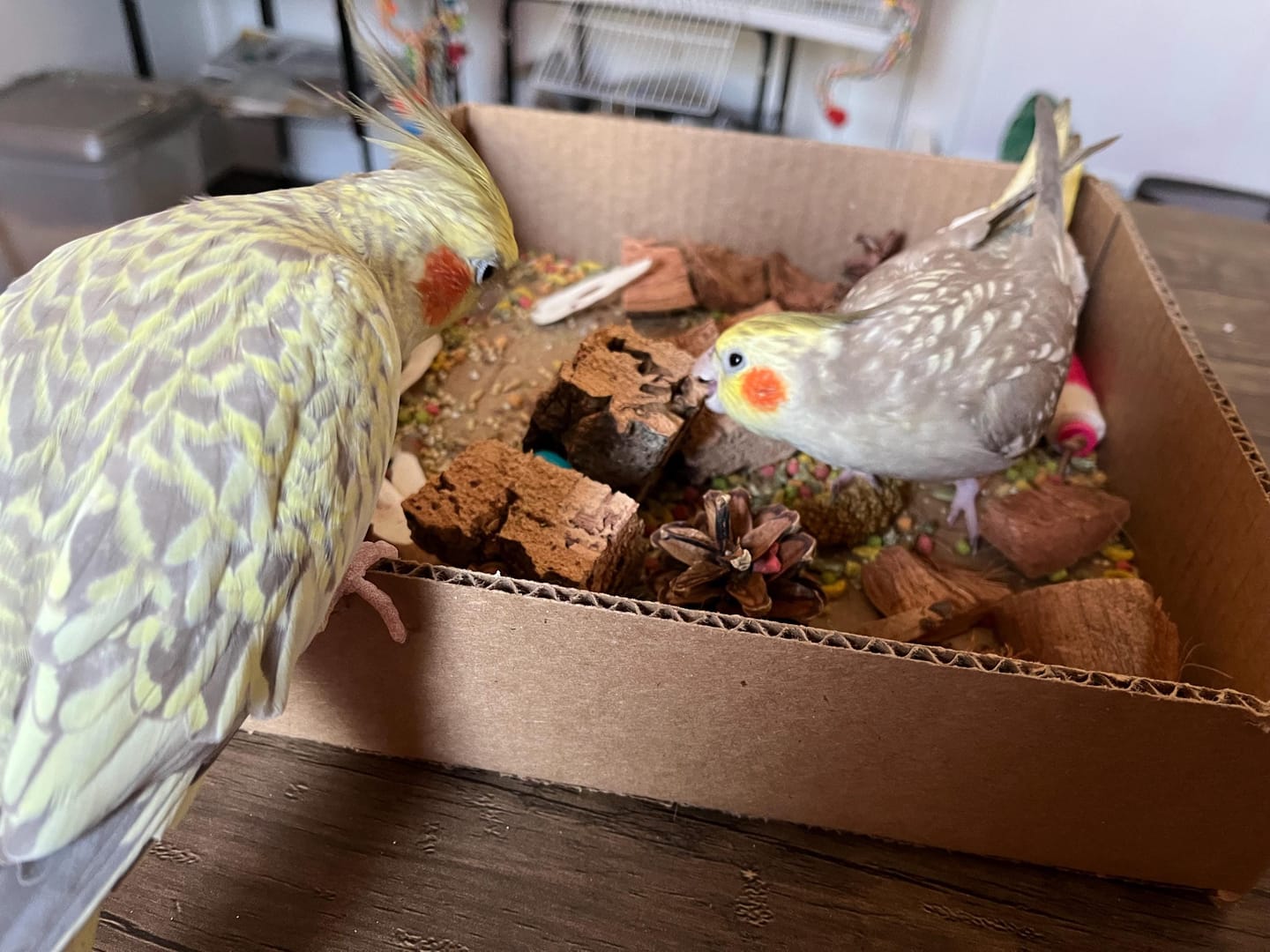 Customer photo review of "BYOT" Foraging Flats by Cheep Thrills