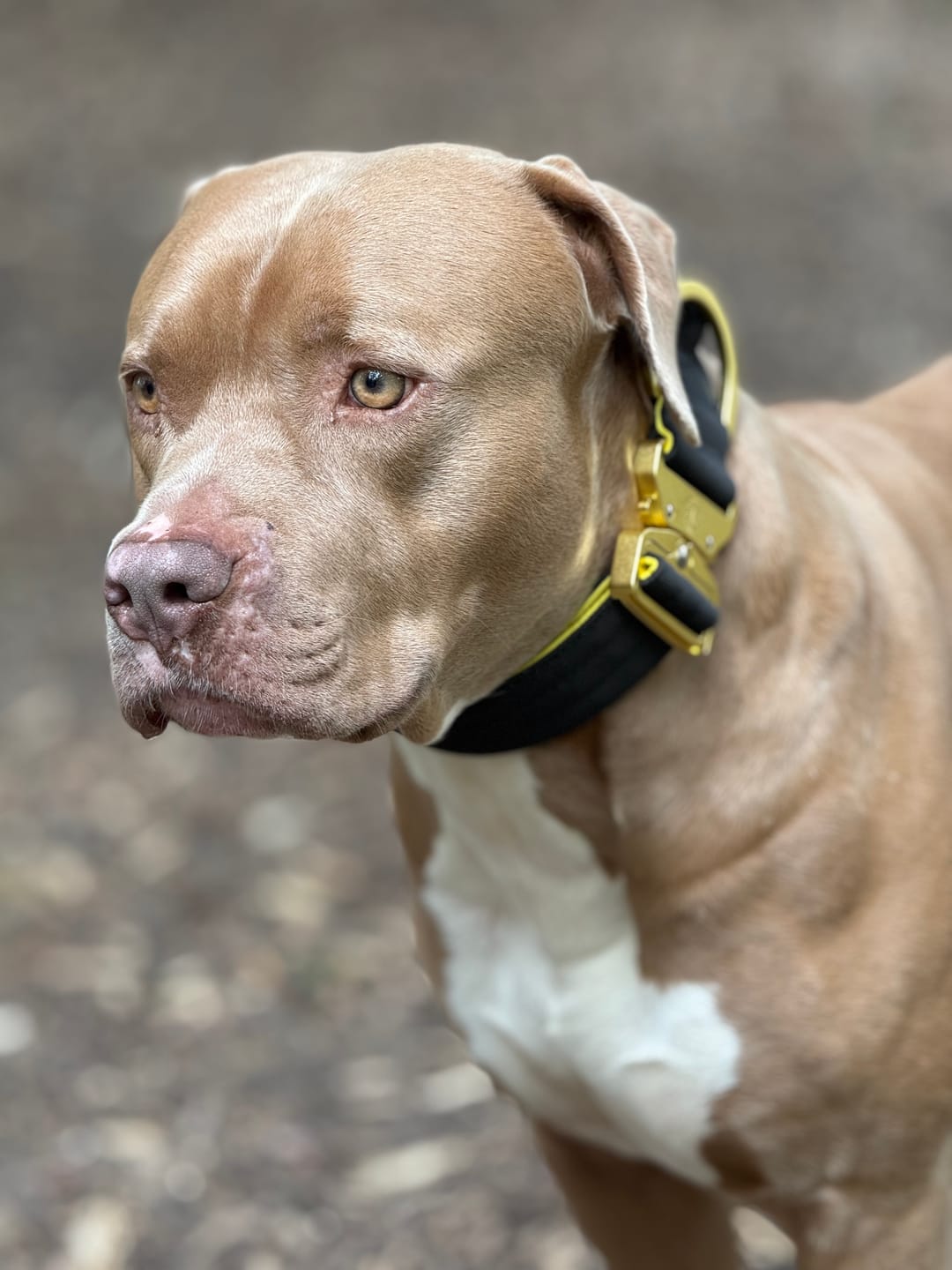 Customer photo review of 5cm Lighter Combat® Collar | With Handle Secure Clip - Black x Yellow