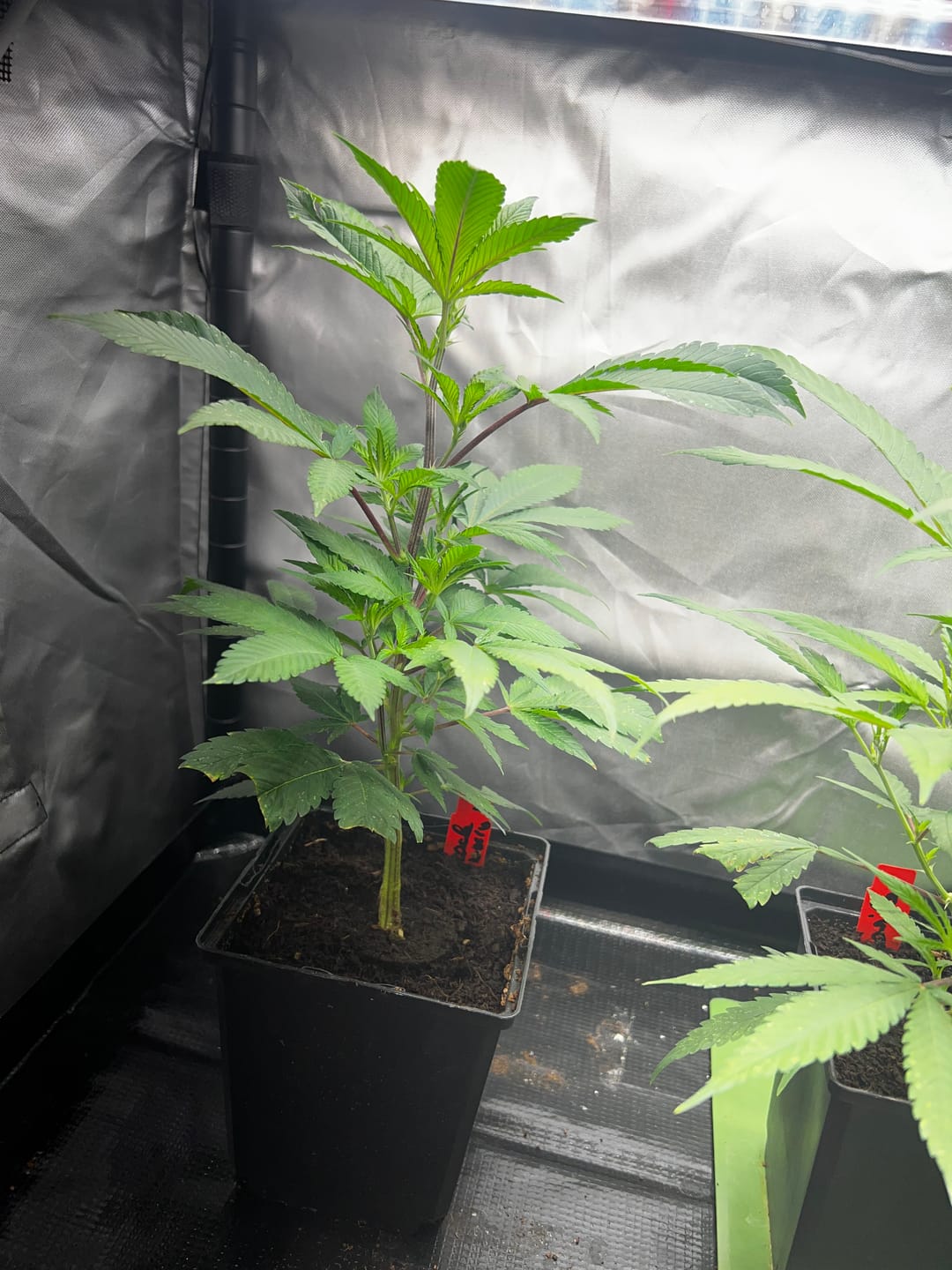 Customer photo review of Hanfstecklinge | Blackberry Moonrock
