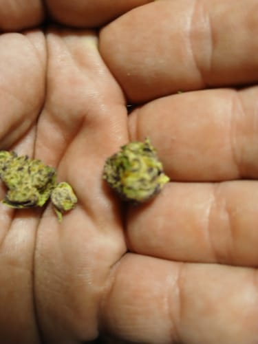Customer photo review of Apple Tarts - Indoor THCA (Full Size)