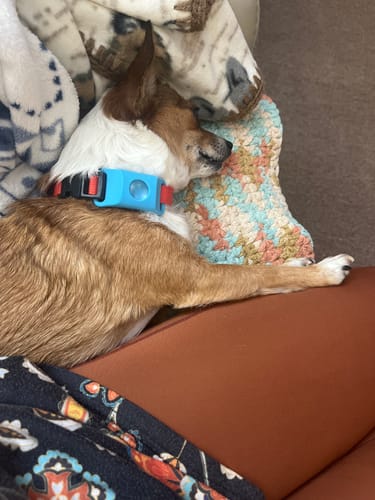 Customer photo review of FurLife™ - 12 Months Flea and Tick Tags for Dogs