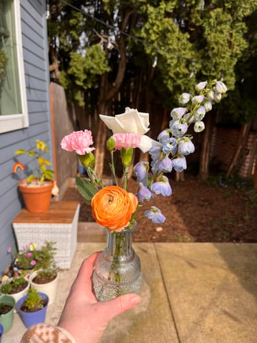 Customer photo review of Light Blue Delphinium