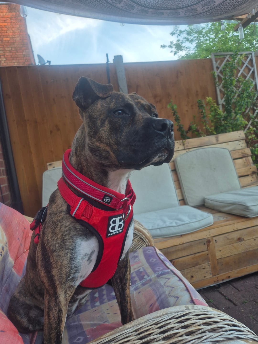 Customer photo review of Comfort Premium Harness | Non Restrictive - Red