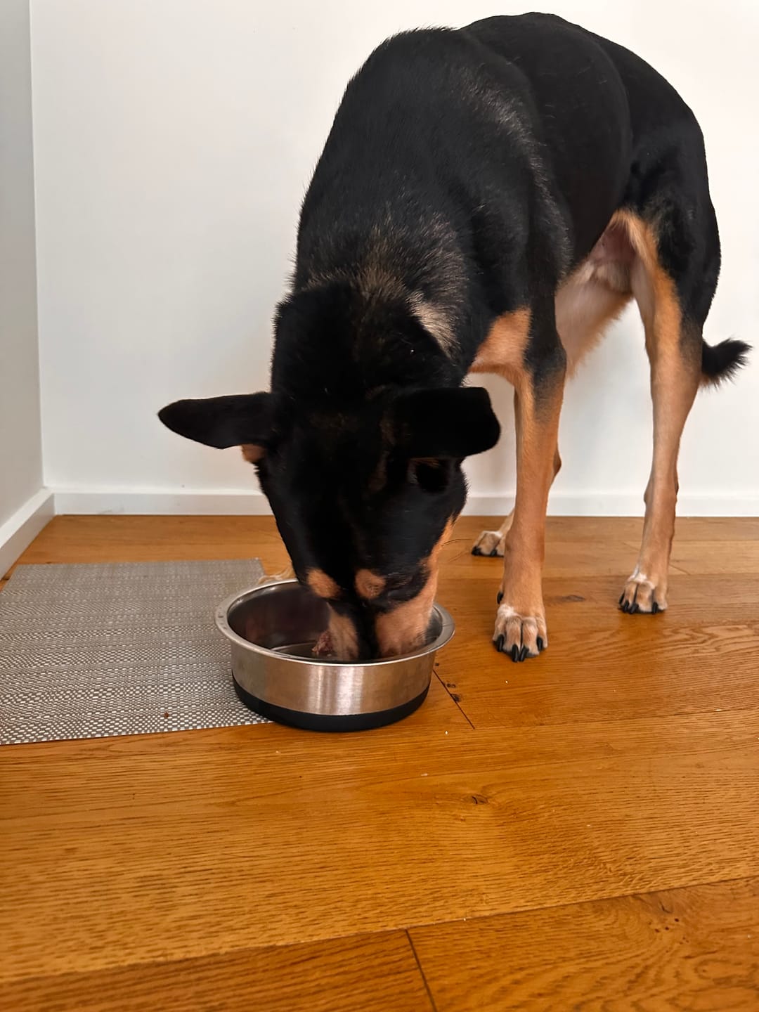 Customer photo review of Primal Venison - Raw Free ranged for dogs and cats