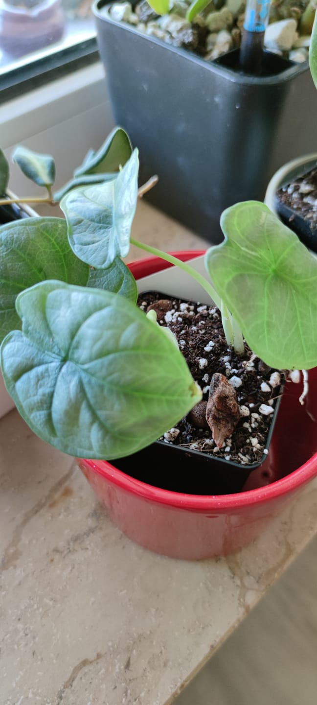 Customer photo review of ALOCASIA SILVER DRAGON