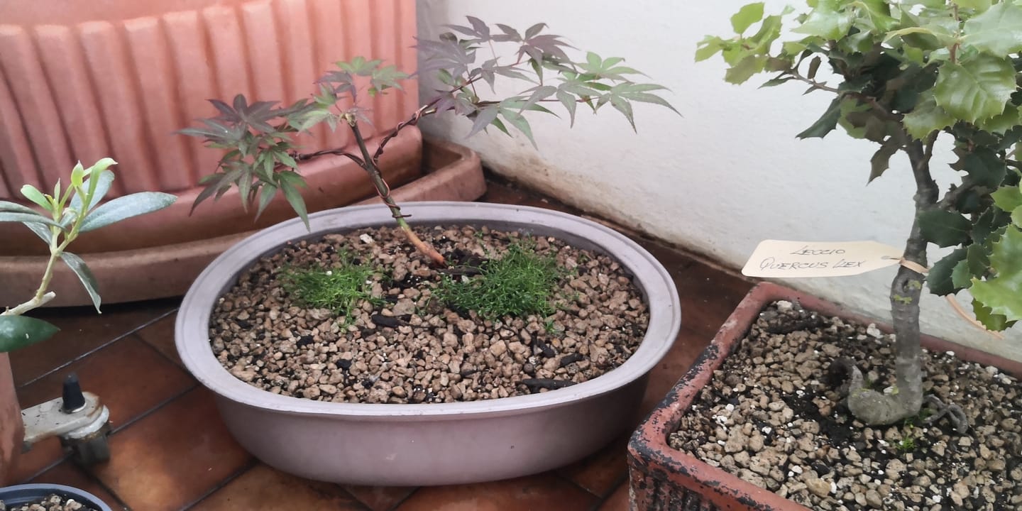 Customer photo review of SUPREMACY CB® (substrato premium ad alte prestazioni)