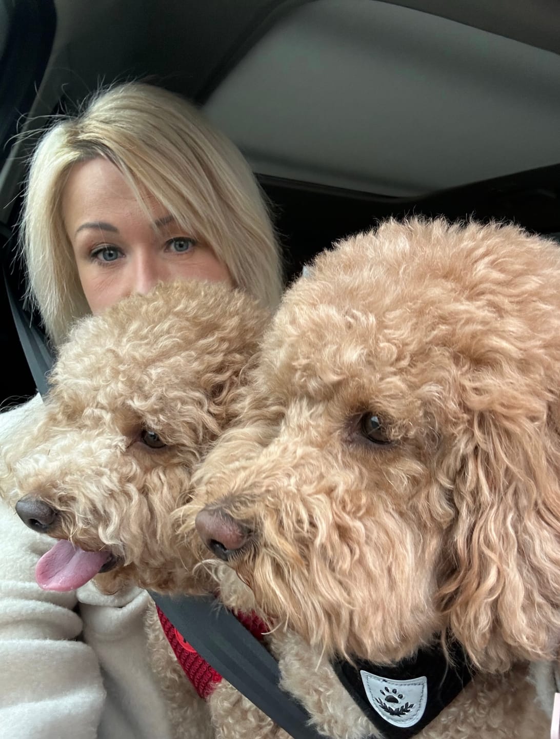 Customer photo review of Active VetDiet Intestinal suņiem