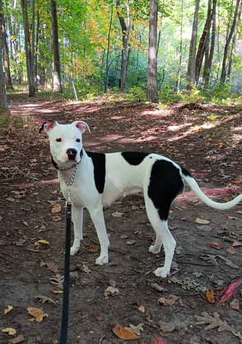 Customer photo review of FurLife™ 12 Months Flea and Tick Free