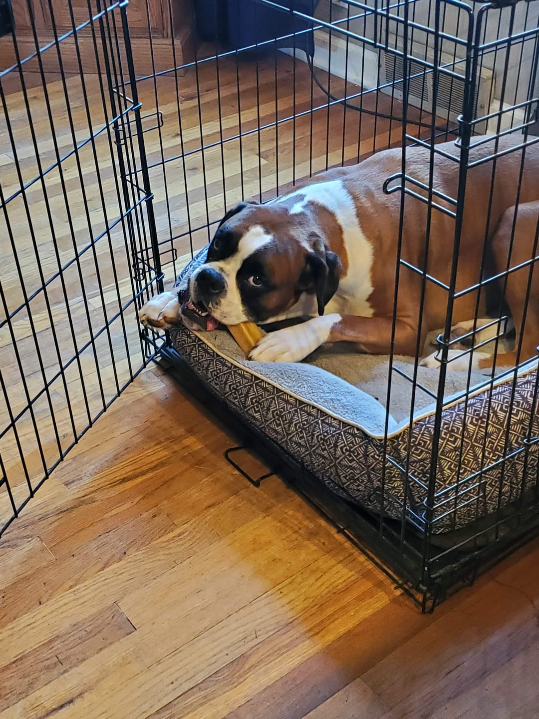 Customer photo review of Himalayan Yak Chew (LARGE)