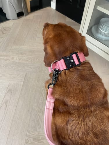 Miranda H. review of 1.2m Mini Combat Lead | Secure Clasp - Pink image 1 out of 1