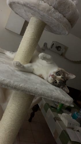 Avis photo d'un client sur Croquettes Chat Stérilisé Sans Céréales - Poulet