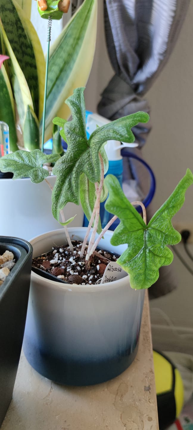 Customer photo review of ALOCASIA JACKLYN