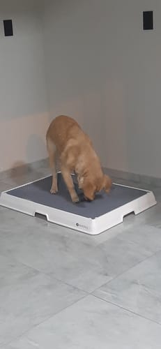 Customer photo review of Weasy Bag