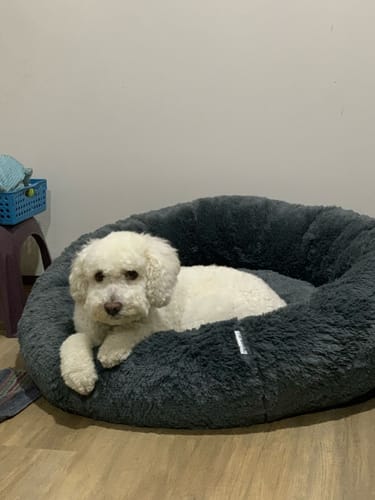 Customer photo review of Cama Antiestrés para Perros