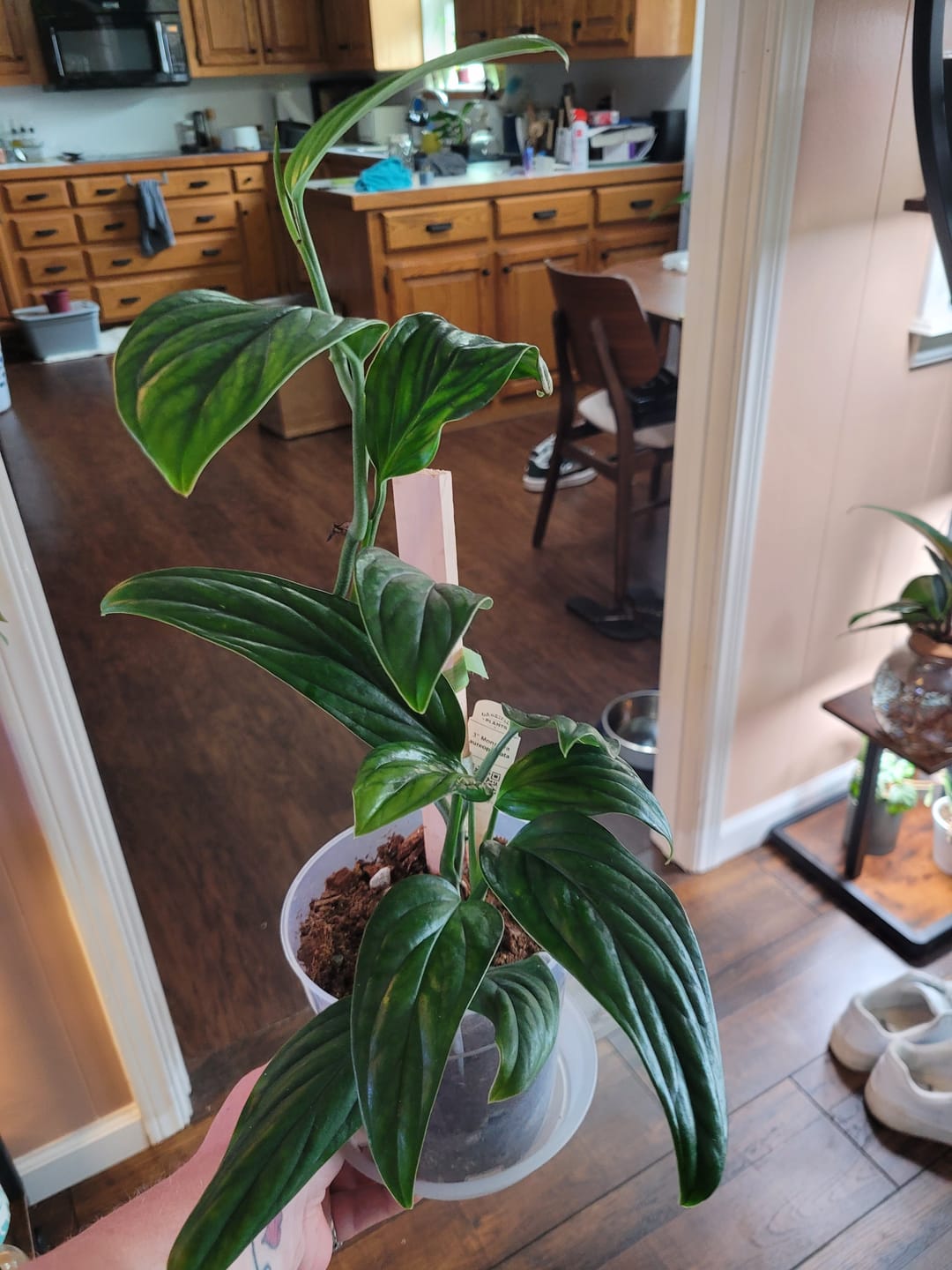 Customer photo review of Monstera aureopinnata