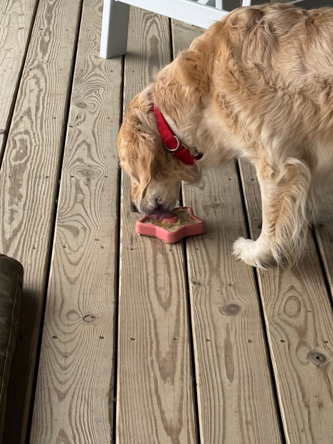 Customer photo review of FreezStar - Long-Lasting Star Chew